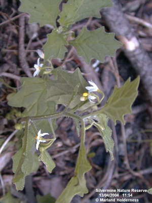 Solanum retroflexum, Silvermine - 2004